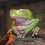 Painted-belly Leaf Frog
