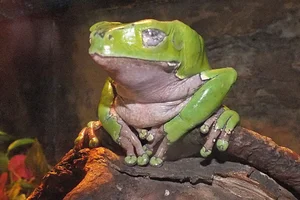 Painted-belly Leaf Frog