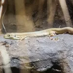 Dalmatian Wall Lizard