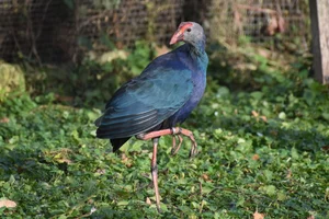 Purperkoet