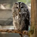 Tawny Owl