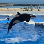 Killer Whale
