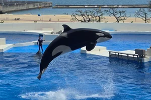 Orka