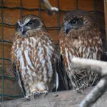 Morepork