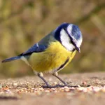 Blue Tit