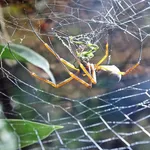 Australian Golden Orb-weaver