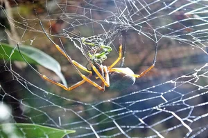 Australian Golden Orb-weaver