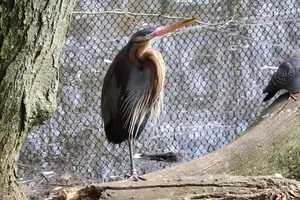 Purperreiger