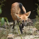 Maned Wolf