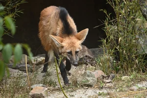 Manenwolf