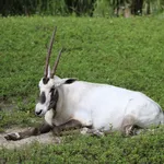 Arabian Oryx