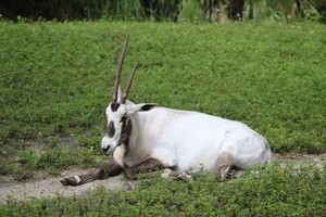 Arabische oryx
