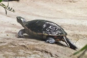 Midlandsierschildpad
