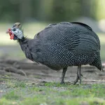 Helmeted Guineafowl