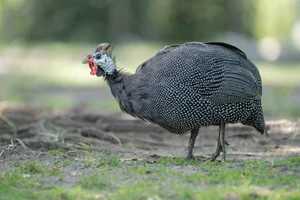 Helmparelhoen