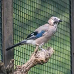 Eurasian Jay
