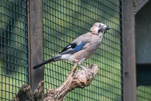 Gaai