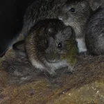 Hispid Cotton Rat