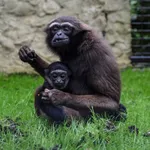Agile Gibbon