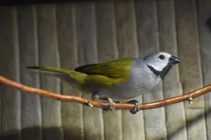 Gray-headed Oliveback