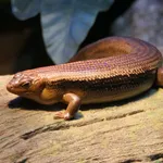 Major Skink