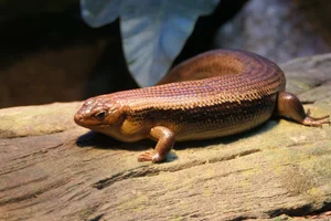 Major Skink