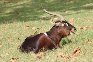 Basterdwaterbok