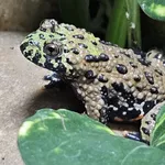 Oriental Fire-bellied Toad