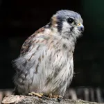 American Kestrel