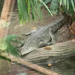Cuban Crocodile
