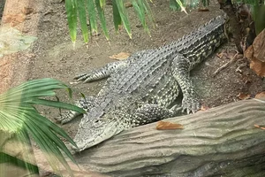 Ruitkrokodil