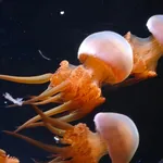 Japanese edible jellyfish