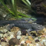 Michoacan Stream Salamander