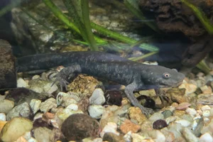 Michoacan Stream Salamander