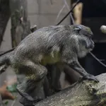 Allen's Swamp Monkey