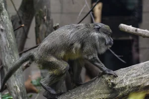 Moerasmeerkat