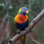 Rainbow Lorikeet (Rainbow)