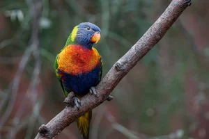 Regenbooglori