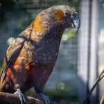 New Zealand Kaka