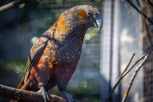 Kaka (vogel)