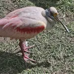 Roseate Spoonbill