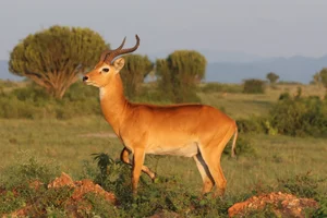 Ugandan kob