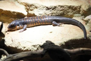 Orange-tailed Skink