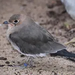 Collared Pratincole