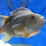Lumpsucker