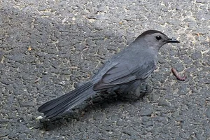 katvogel
