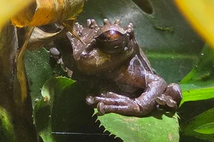 Anotheca spinosa