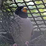Chinese Grosbeak