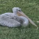 Pink-backed Pelican