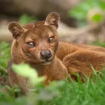 Fosa